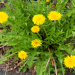 Dandelion: Nature’s Resilient Herb with Health Benefits Dandelion: Nature’s Resilient Herb with Health Benefits