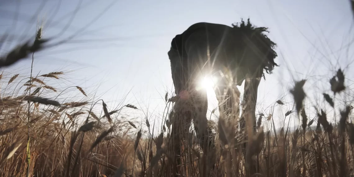 Ethiopia Strengthens Commitment to Food Self-Sufficiency, Seeks to Redefine Africa’s Aid Dependency Narrative Ethiopia Strengthens Commitment to Food Self-Sufficiency, Seeks to Redefine Africa’s Aid Dependency Narrative