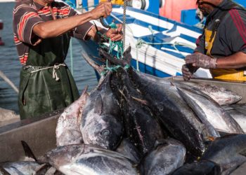 Tuna fishers protest exorbitant license rate