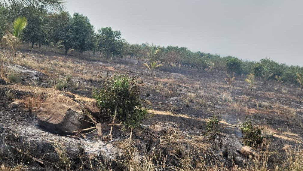 Fire Ravages 12-Acre Mango Farm in Somanya Fire Ravages 12-Acre Mango Farm in Somanya