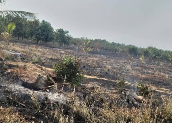 Fire Ravages 12-Acre Mango Farm in Somanya