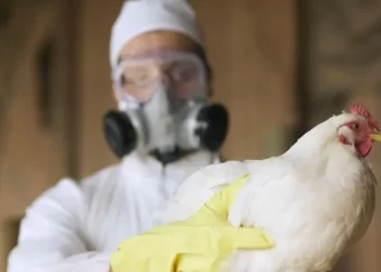 Trump administration trying to rehire USDA bird flu officials it fired