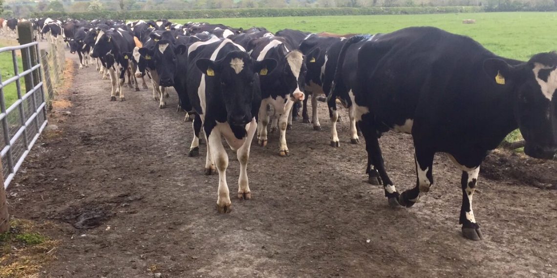 Preventing lameness as cows go from cubicles to paddocks Preventing lameness as cows go from cubicles to paddocks
