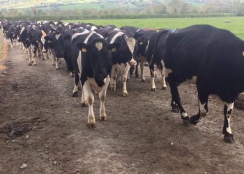Preventing lameness as cows go from cubicles to paddocks