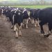 Preventing lameness as cows go from cubicles to paddocks Preventing lameness as cows go from cubicles to paddocks