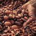 Ghana’s 2024 cocoa export revenue crashes to .7 billion—lowest in 15 years Ghana’s 2024 cocoa export revenue crashes to .7 billion—lowest in 15 years