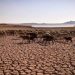 Morocco’s livestock is suffering from consecutive droughts, says Agriculture Minister