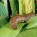 African Armyworm Outbreak Spreads Across Three Provinces, Threatening Pastures and Crops African Armyworm Outbreak Spreads Across Three Provinces, Threatening Pastures and Crops
