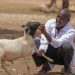 ILO, VSF-Suisse introduce innovative solutions to boost livestock production for communities and refugees in Ethiopia’s Somali region ILO, VSF-Suisse introduce innovative solutions to boost livestock production for communities and refugees in Ethiopia’s Somali region