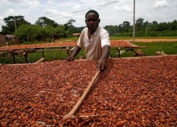 Ghana cocoa arrivals up 70% due to better crop, smuggling crackdown