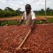 Ghana cocoa arrivals up 70% due to better crop, smuggling crackdown Ghana cocoa arrivals up 70% due to better crop, smuggling crackdown