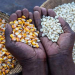 Ghanaian traders urged to comply as Burkina Faso bans cereal and bean exports