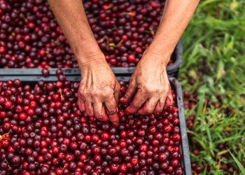 Living and breathing gastronomic traditions in Serbia