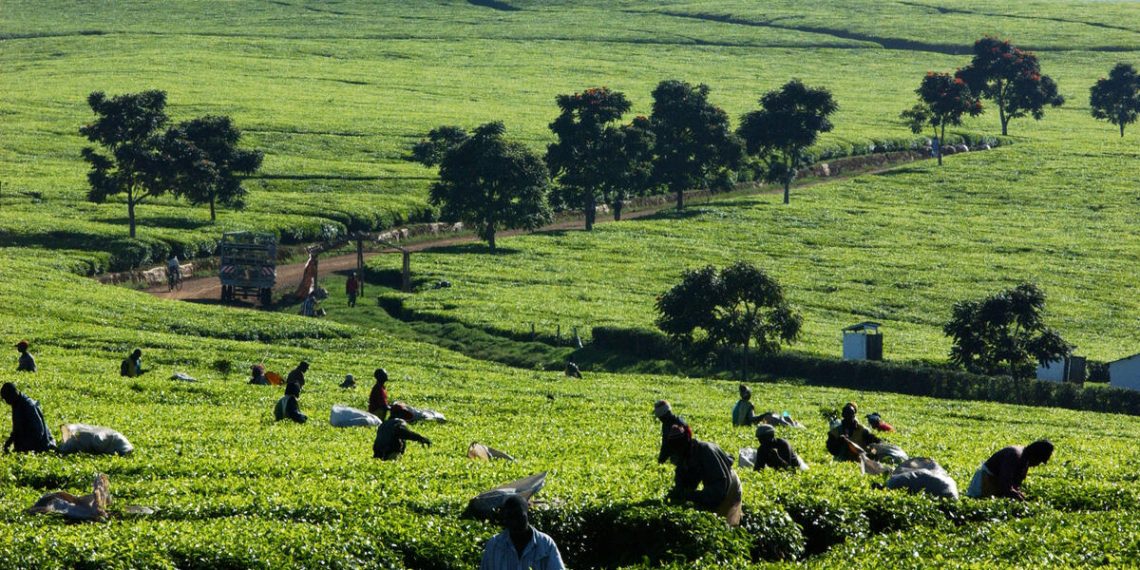 Green Climate Fund greenlights two major FAO-led projects to strengthen climate resilience in Kenya and Serbia