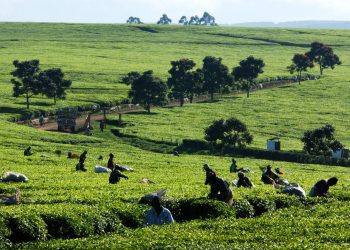 Green Climate Fund greenlights two major FAO-led projects to strengthen climate resilience in Kenya and Serbia