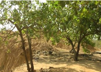 Illegal mining threatens cashew production, livelihoods in Bono Region