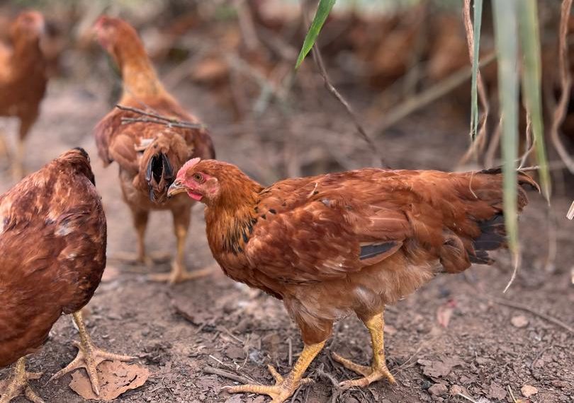 KIC collaborates with Premier Poultry to promote youth entrepreneurship