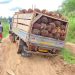 A/R: Farmers in Anomawobi struggle to cart produce to market A/R: Farmers in Anomawobi struggle to cart produce to market
