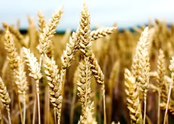 FAO says prolonged dry weather conditions in North Africa are dampening cereal production