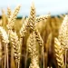 FAO says prolonged dry weather conditions in North Africa are dampening cereal production FAO says prolonged dry weather conditions in North Africa are dampening cereal production