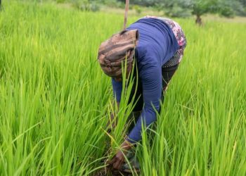 Women in Agriculture Hold the Key to Africa’s Food Security