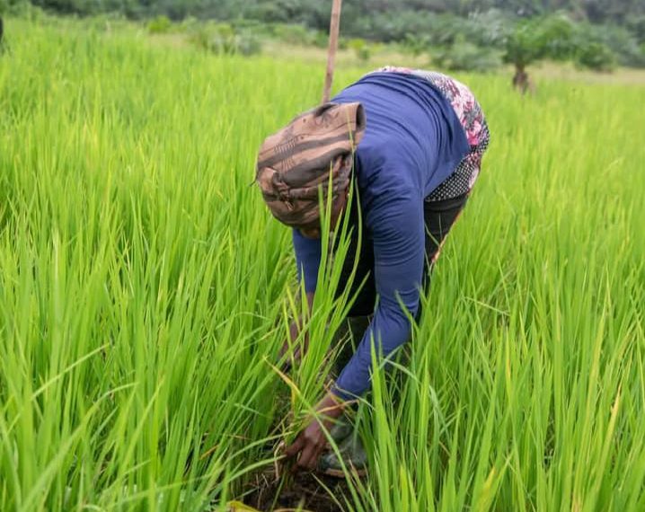 Women in Agriculture Hold the Key to Africa’s Food Security