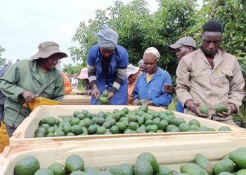 Kenya ready to host historic IFAJ 2025 congress as website for the event is launched