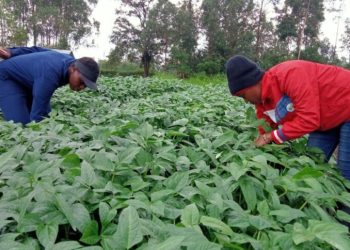 Africa has an opportunity to deliver on Net-Zero Agriculture