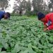 Africa has an opportunity to deliver on Net-Zero Agriculture Africa has an opportunity to deliver on Net-Zero Agriculture