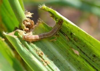 Fall Armyworms infestation threatens food security in Adaklu District