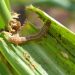 Fall Armyworms infestation threatens food security in Adaklu District
