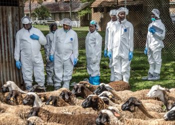 Global antibiotic use in livestock could rise by almost 30 percent by 2040