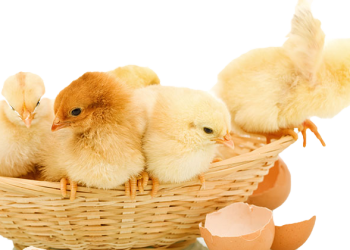 Poultry farmers call on government to implement ‘day old chicken’ flagship programme
