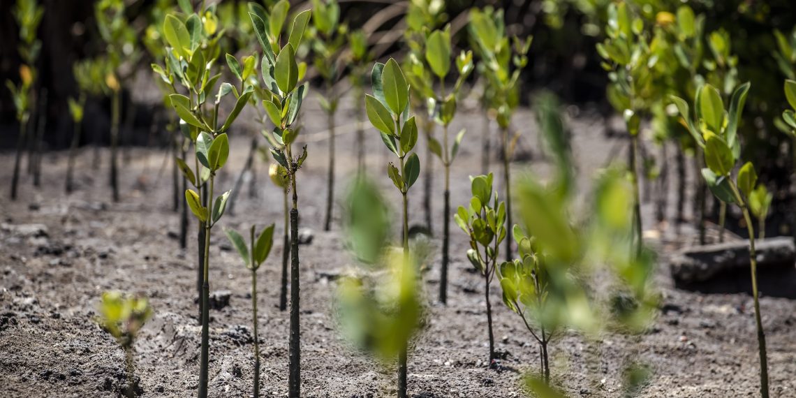 FAO launches AIM4NatuRe to improve monitoring of ecosystem restoration FAO launches AIM4NatuRe to improve monitoring of ecosystem restoration