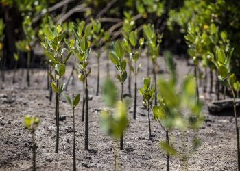 FAO launches AIM4NatuRe to improve monitoring of ecosystem restoration