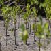 FAO launches AIM4NatuRe to improve monitoring of ecosystem restoration FAO launches AIM4NatuRe to improve monitoring of ecosystem restoration