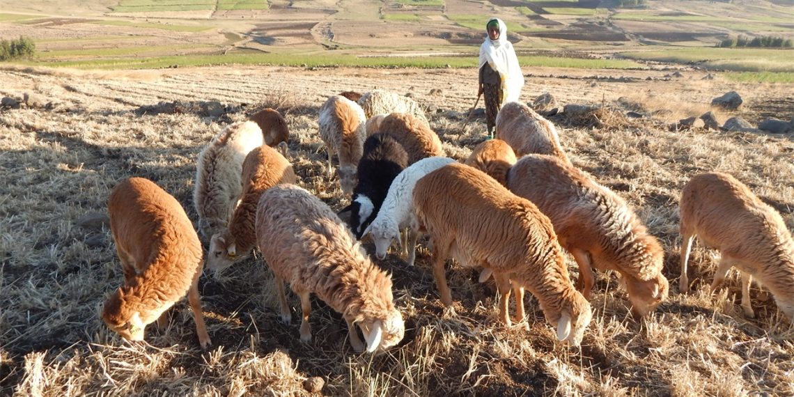 ACIAR Launches .4 Million Project in Ethiopia to Support Smallholder Goat and Sheep Farmers