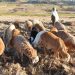 ACIAR Launches .4 Million Project in Ethiopia to Support Smallholder Goat and Sheep Farmers