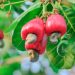 TCDA tightens control on unprocessed rubber, cashew, and shea exports TCDA tightens control on unprocessed rubber, cashew, and shea exports