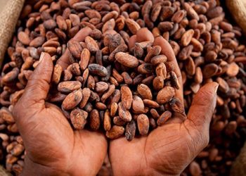 New cocoa pricing could curb smuggling by 80 per cent – COCOBOD Supreme Consultative Council