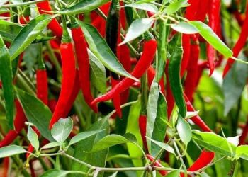 Ghana’s Chilli Pepper Export Revenue Projected To Hit 30 Million Dollars