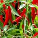 Ghana’s Chilli Pepper Export Revenue Projected To Hit 30 Million Dollars