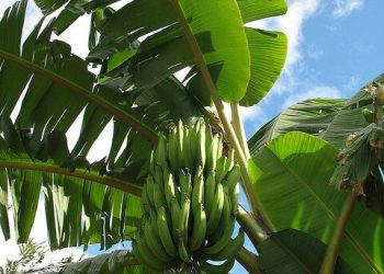 CSIR-CRI encourages investment in irrigation for plantain farms