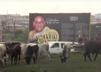 Cattle owners in Kumasi fined for allowing animals to roam the city