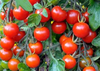 Climate Change Wrecks Tomato Farmer’s 2024 Season: A Devastating Blow to Ghana’s Food Security