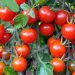 Climate Change Wrecks Tomato Farmer’s 2024 Season: A Devastating Blow to Ghana’s Food Security Climate Change Wrecks Tomato Farmer’s 2024 Season: A Devastating Blow to Ghana’s Food Security
