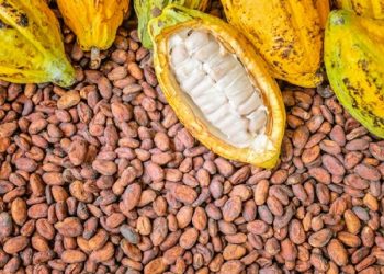 Ghana, Ivory Coast cocoa supply shortage makes chocolate prices soar in UK