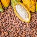 Ghana, Ivory Coast cocoa supply shortage makes chocolate prices soar in UK Ghana, Ivory Coast cocoa supply shortage makes chocolate prices soar in UK