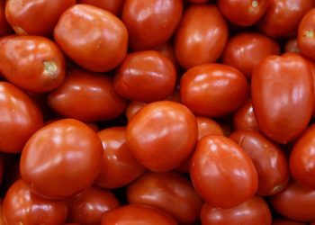 FDA issues highest warning over tomato contamination