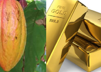 Sustaining the cedi gains: how cocoa and gold remain Ghana’s best bet